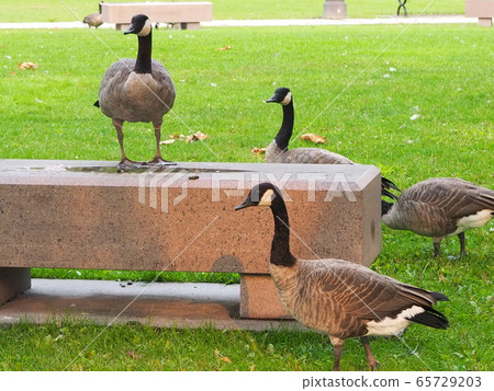 Canadian Canadian 65729203