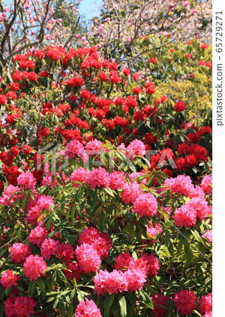 Ishikusu花在春天的顏色閃耀 65729271