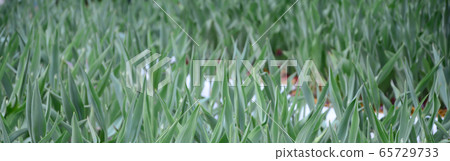 Lots of green stems from red tulips grow in a Lots of green stems from red tulips grow in a 65729733