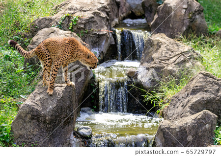 Cheetah, Tama animal park Cheetah, Tama animal park 65729797
