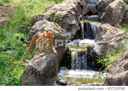 Cheetah, Tama animal park Cheetah, Tama animal park 65729798