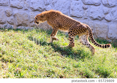 Cheetah, Tama animal park Cheetah, Tama animal park 65729809
