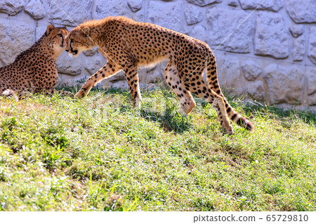 Cheetah, Tama animal park Cheetah, Tama animal park 65729810