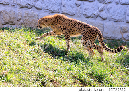 Cheetah, Tama animal park Cheetah, Tama animal park 65729812