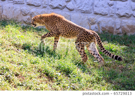 Cheetah, Tama animal park Cheetah, Tama animal park 65729813