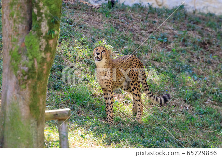 多摩獵豹動物公園 多摩獵豹動物公園 65729836
