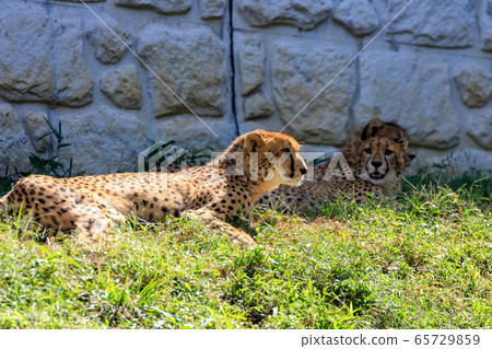 多摩獵豹動物公園 65729859