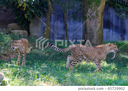 Cheetah, Tama animal park Cheetah, Tama animal park 65729902
