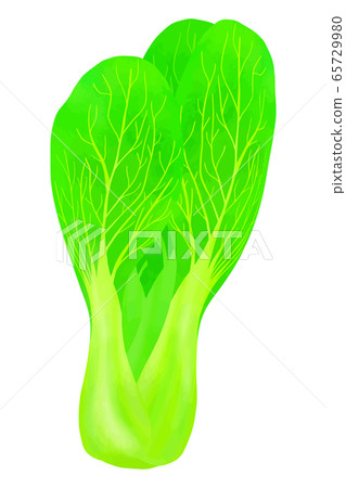 Bok-choy 65729980