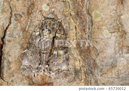 生物，昆蟲，蘑菇，驚人的模仿。有各種各樣的圖案，但臀部的側面似乎有兩個黑色的半圓。 65730012