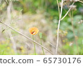可愛的花圖片 65730176