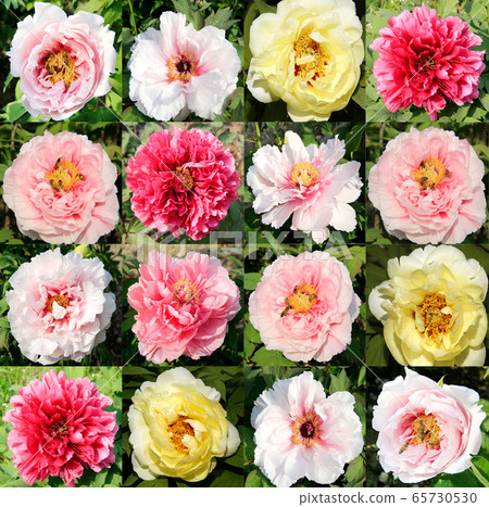玉蘭花 木蘭花 五月花 照片素材 圖片 圖庫