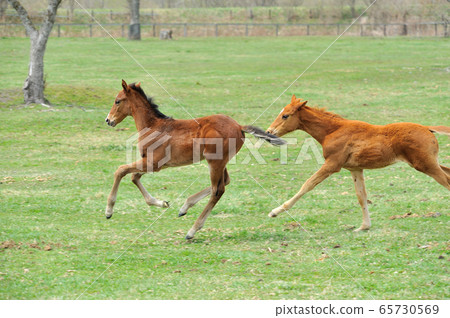 美麗的良種在牧場上玩耍 65730569