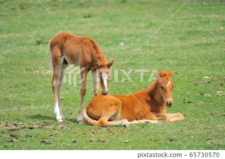 美麗的良種在牧場上玩耍 65730570