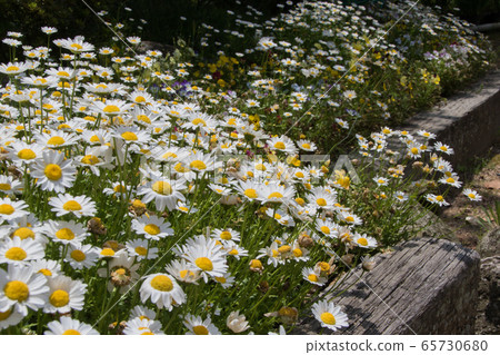 "Gwangju Gwangsan Park" Chamomile 2020 "Gwangju Gwangsan Park" Chamomile 2020 65730680