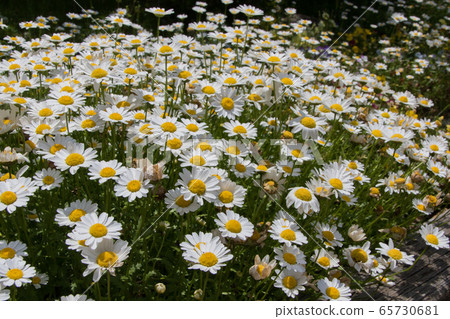 "Gwangju Gwangsan Park" Chamomile 2020 "Gwangju Gwangsan Park" Chamomile 2020 65730681
