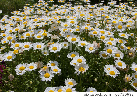 "Gwangju Gwangsan Park" Chamomile 2020 "Gwangju Gwangsan Park" Chamomile 2020 65730682