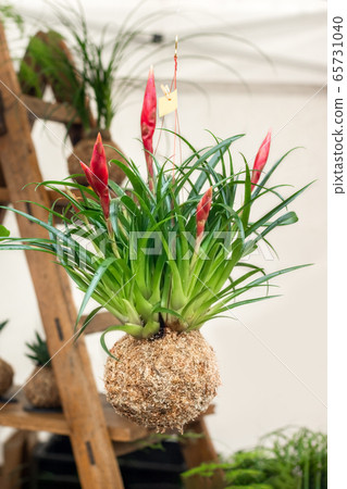 Kokedama balls with a tillandsia plants on a white background Kokedama balls with a tillandsia plants on a white background 65731040