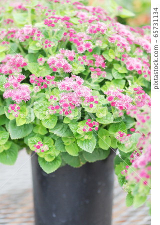 Ageratum, pink ageratum, pot plants in the black 65731134