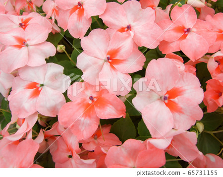 salmon pink impatiens, scientific name Impatiens salmon pink impatiens, scientific name Impatiens 65731155