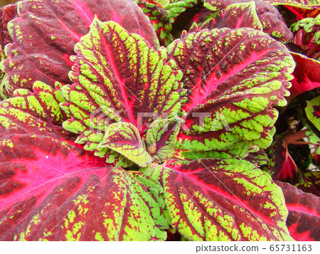 Red and green coleus plant, Plectranthus 65731163