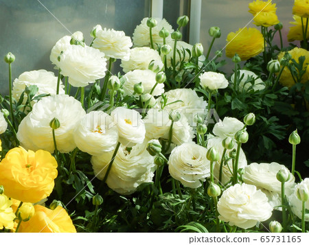 Rananculus flora. A blossomed flower with detailed Rananculus flora. A blossomed flower with detailed 65731165