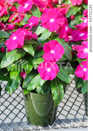 foliage vinca flowers, rose vinca flowers 65731181