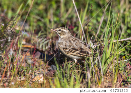 Tawny Pipit (Anthus campestris) 65731223