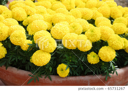 Marigolds Yellow Color (Tagetes erecta, Mexican 65731267