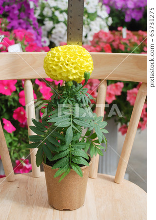 Marigolds Yellow Color (Tagetes erecta, Mexican Marigolds Yellow Color (Tagetes erecta, Mexican 65731275