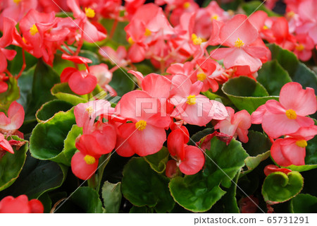 Begonias,semperflorens begonias,in the garden, Begonias,semperflorens begonias,in the garden, 65731291