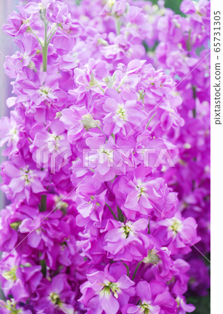 Matthiola incana flower, stock flowers, cut Matthiola incana flower, stock flowers, cut 65731305