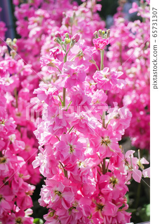 Matthiola incana flower, stock flowers, cut 65731307