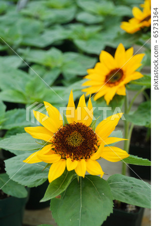 Helianthus annuus, small and potted sunflowers. Helianthus annuus, small and potted sunflowers. 65731364