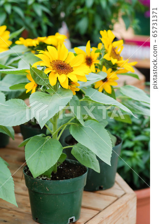 Helianthus annuus, small and potted sunflowers. Helianthus annuus, small and potted sunflowers. 65731371