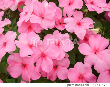 pink impatiens, Busy Lizzie, scientific name pink impatiens, Busy Lizzie, scientific name 65731378