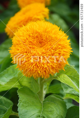 Helianthus annuus, small and potted sunflowers. Helianthus annuus, small and potted sunflowers. 65731489