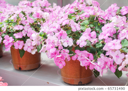pink impatiens, Busy Lizzie, scientific name pink impatiens, Busy Lizzie, scientific name 65731490