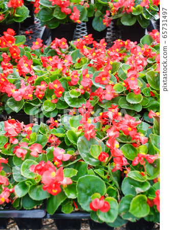 Begonias,semperflorens begonias,in the garden Begonias,semperflorens begonias,in the garden 65731497
