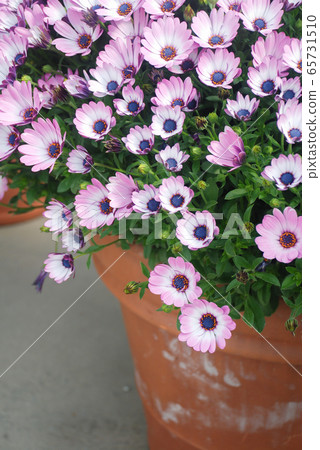 Orange osteospermum or dimorphotheca flowers in Orange osteospermum or dimorphotheca flowers in 65731510