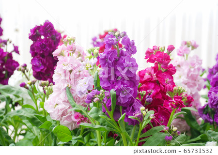 Matthiola incana flower, stock flowers, cut Matthiola incana flower, stock flowers, cut 65731532