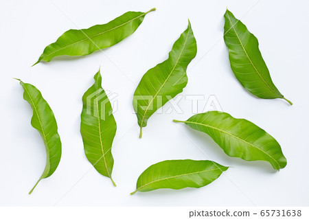 Mango leaves on white background. 65731638