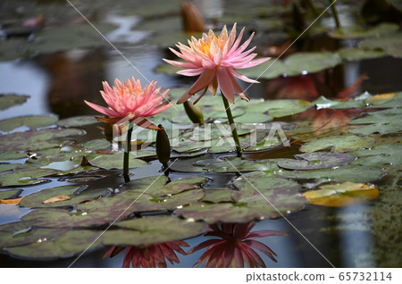 睡蓮鮮花 睡蓮鮮花 65732114