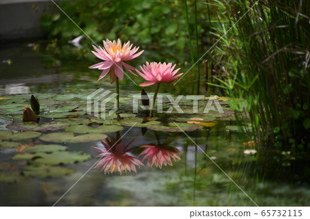 睡蓮鮮花 睡蓮鮮花 65732115
