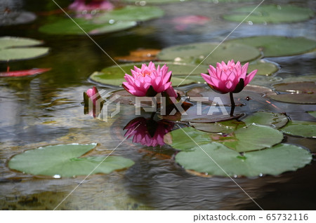睡蓮鮮花 睡蓮鮮花 65732116