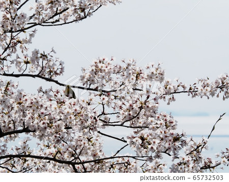 Japanese white-eye flying to cherry blossoms Sakura and Japanese white-eye 65732503