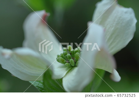 Bloom in the street corner 65732525