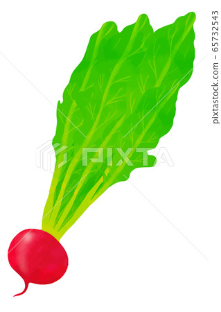 Radish Radish 65732543