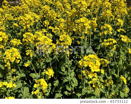 Rape blossoms 65733112