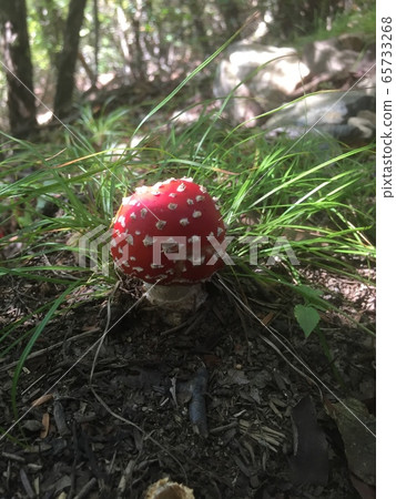 野生蘑菇馬里奧 65733268